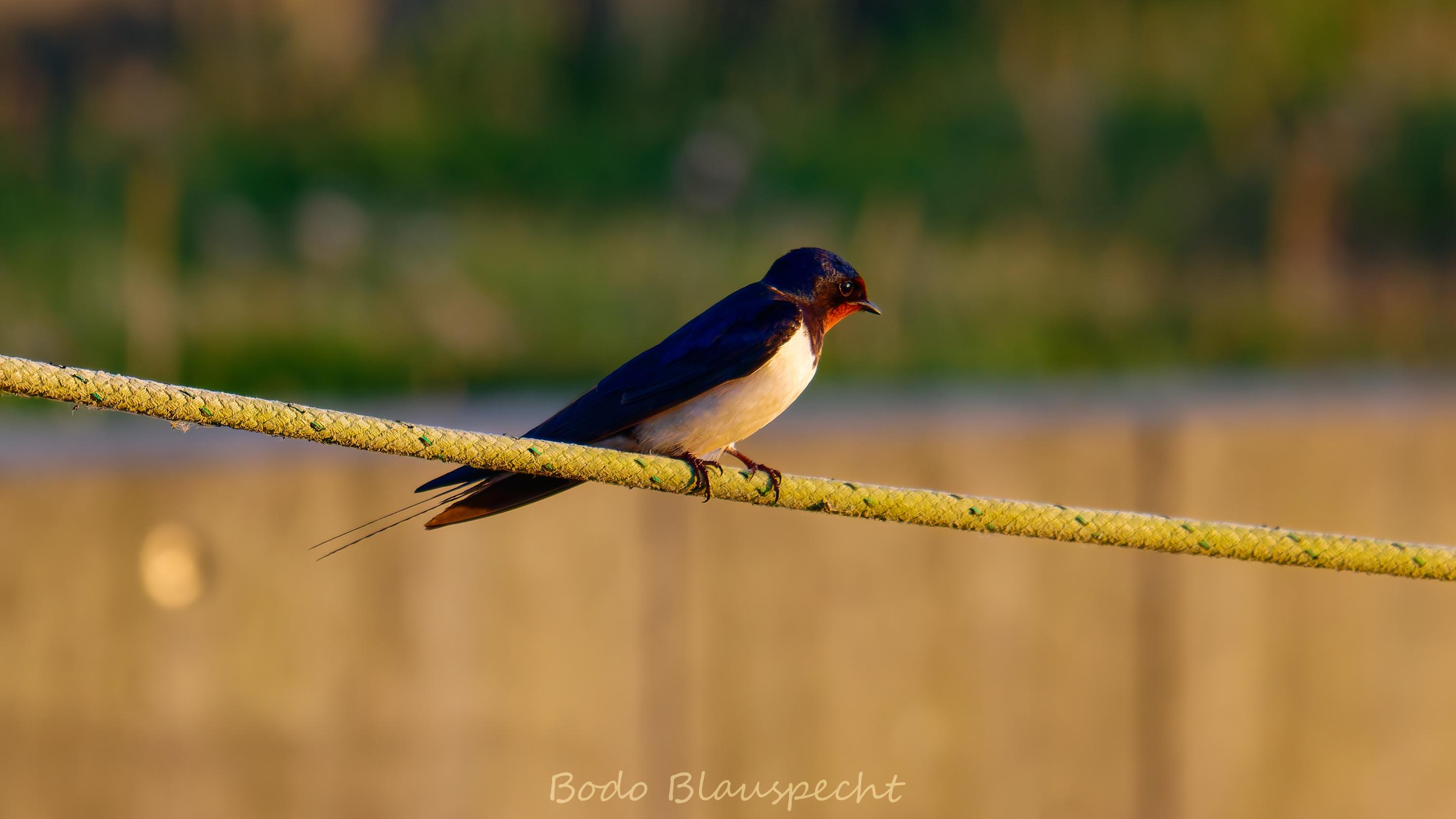 06.25 21.24 15   Natur   Maasholm HQ